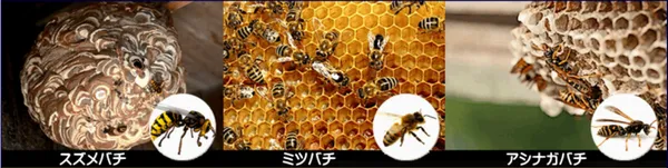 旅館やまとの蜂の退治に大阪市から出動！